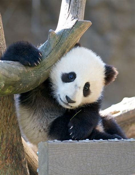 Happy Presidents Day By Rita Petita Via Flickr Panda Love Cute Panda