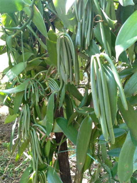 Vanilla Beans In Sri Lanka Vanilla Ceylon