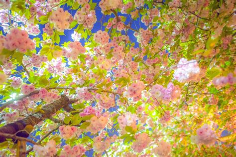 Sunlight Flowers Nature Photography Branch Cherry Blossom Blossom