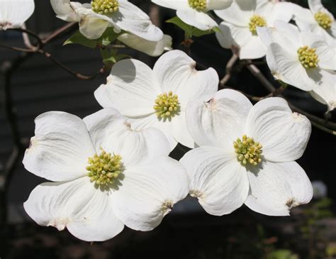 Dogwood Blooms | Dogwood blooms, Different plants, Flowers