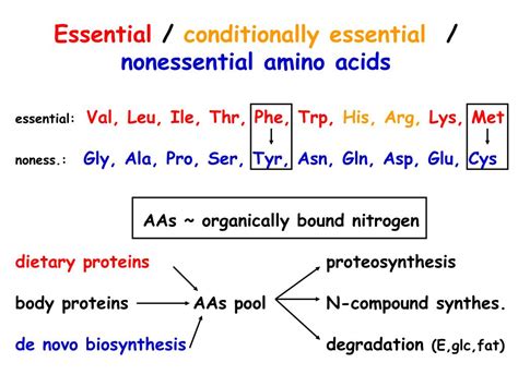 Ppt Metabolism Of Amino Acids Powerpoint Presentation Free Download
