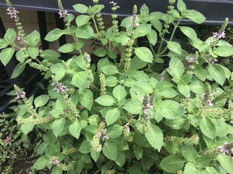 Growing Kapoor Tulsi Holy Basil From Seed Southern Garden Nursery