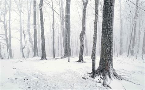 Wallpaper Landscape Forest Snow Branch Spruce Freezing Birch