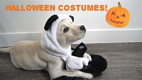 Labrador Puppy Tries On Halloween Costumes Youtube