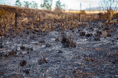 Image Of Burnt Grass After Burning Off In A Paddock Beside Road