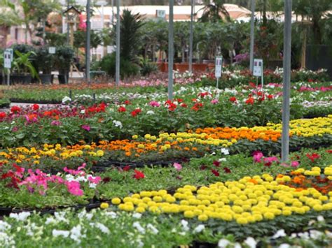 Adaptive Plants Desert Group Best Landscaping Company In Uae
