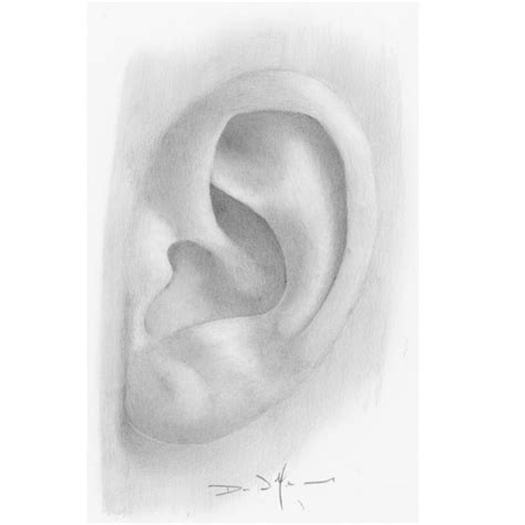 Ears Drawing Step By Step Tutorial Nevue Fine Art Marketing
