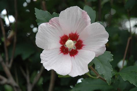 Red Heart Rose Of Sharon Hibiscus Syriacus Red Heart In Columbus