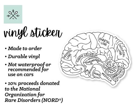 Brain Anatomy Sticker Brain Sticker Neurology Sticker Etsy Uk
