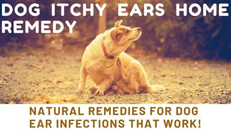 It results in severe irritation in the external ears. dog itchy ears home remedy | Natural Remedies For Dog Ear ...