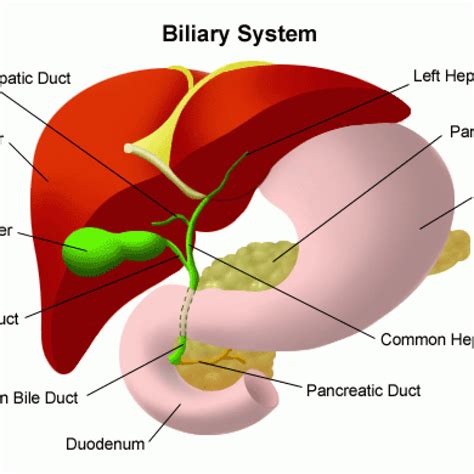 Liver And Biliary Tumours Diseases And Information Planets Charity