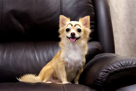 Chihuahua Dog With Cute Eyebrow And Smiling Stock Photo Download