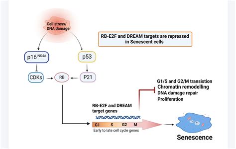 Cellular Senescence Involves Gene Repression Through P53 P16rb E2f