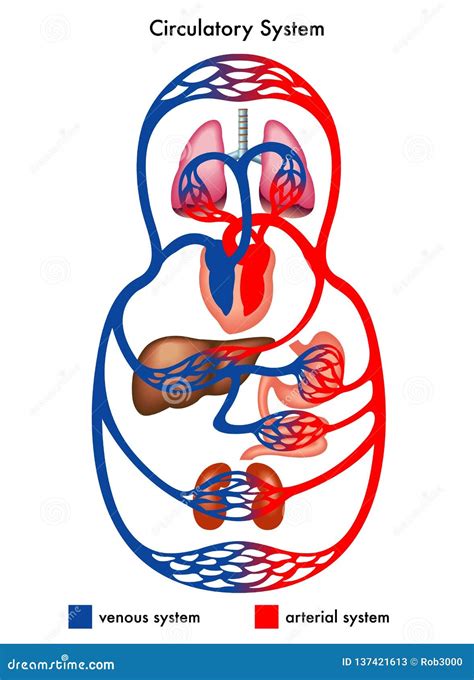 Circulatory System Diagram Stock Vector Illustration Of Body 137421613