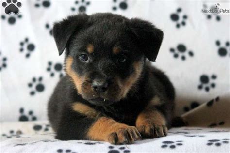 We did not find results for: Rottweiler puppy for sale near Lancaster, Pennsylvania | 0b53f9d1-6431