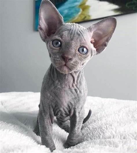 13 Sphynx Babies That Can Charm Even Those Who Dont Like Cats