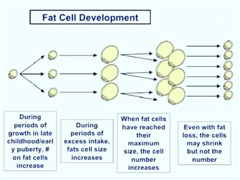 Weightloss For Everyone On Instagram What Happens To Fat Cells When