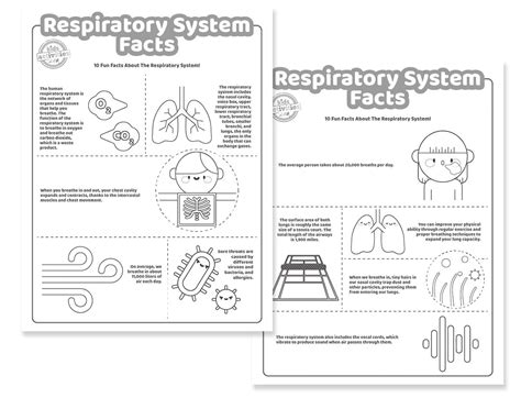 Super Cool Facts About The Respiratory System For Kids