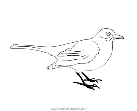 Blackbird 1 Coloring Page For Kids Free Thrushes Printable Coloring