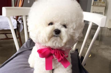 Poofy Cotton Ball Dog Will Put A Smile On Your Face