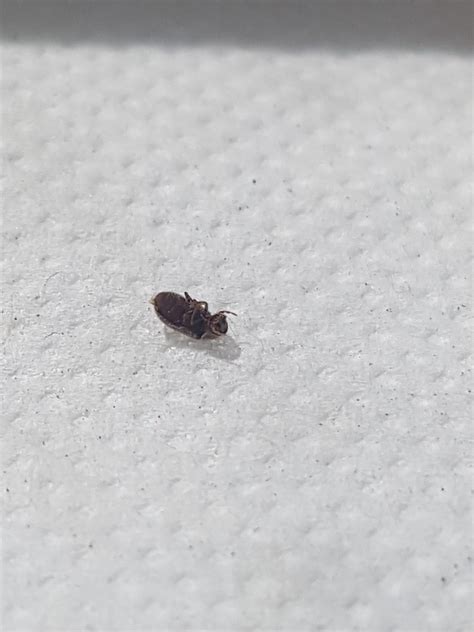 Little Flying Brown Bugs In My Bedroom
