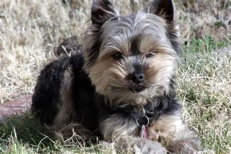 10 Common Old Yorkshire Terrier Problems And Care