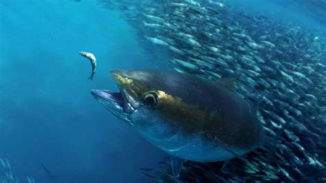 57 minutes ago last post: The Story of Atlantic Bigeye Tuna | The Pew Charitable Trusts