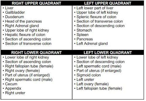 Organs In Abdominal Cavity Quadrants Ovulation Sympto