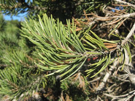 Trees Of Santa Cruz County Pinus Cembrioides Pinyon Pine