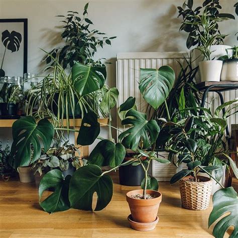 Pin By Alice Clayden On Plants Indoor Plants Plants Plant Decor