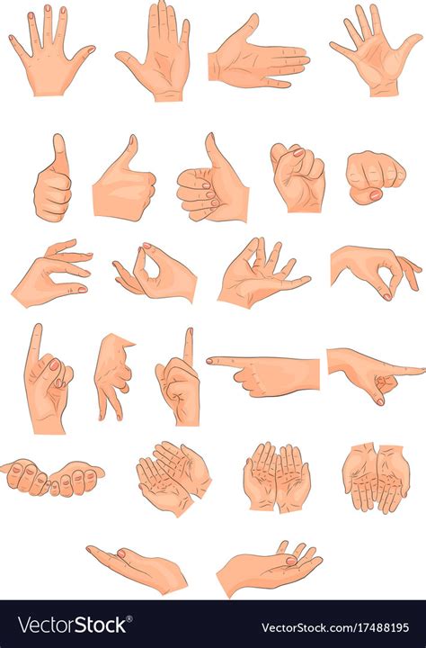 Different Positions Of The Hands Royalty Free Vector Image