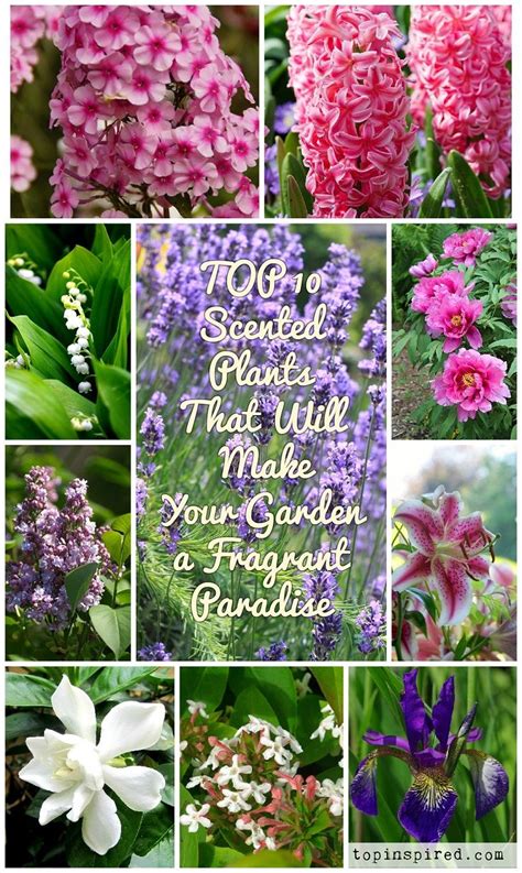 Top 10 Scented Plants That Will Make Your Garden A Fragrant Paradise