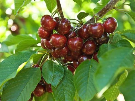 Can You Grow Cherry Trees From Cherry Pits