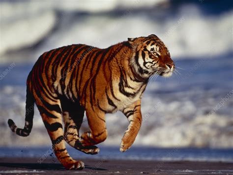 Bengal Tiger Panthera Tigris Running On A Beach Stock Image Z934