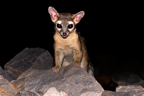A loud yodel is a territorial claim. Ring-Tailed Cat Facts