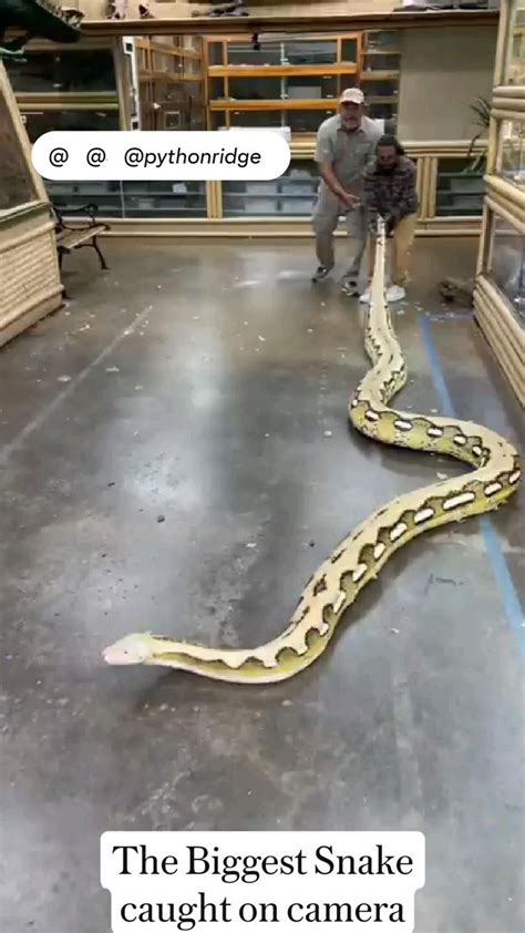 The Biggest Snake Caught On Camera Snakebite Wildanimal