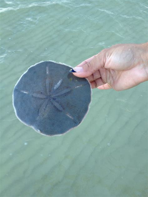 Live Sand Dollar Put It Back Lady Wth Sand Dollars Sanibel Island