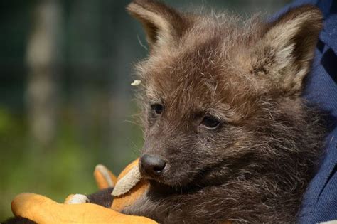 Maned Wolf Pups At Greensboro Science Center Maned Wolf Wolf Pup Pup