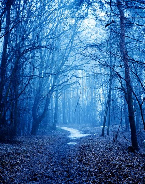 Mystical Autumn Forest With Trail In Blue Fog Beautiful Landscape With