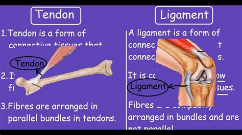 Ligaments And Tendons Diagram