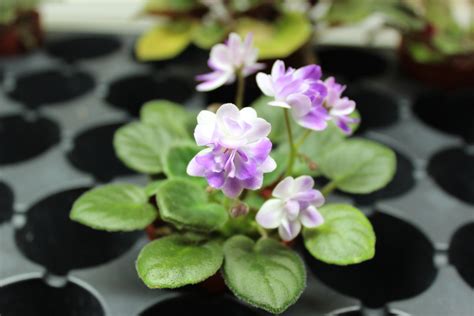 Munchkin Kisses Semi Miniature African Violet In Bloom