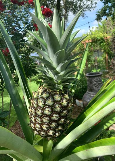 Grow Your Own Pineapple Neil Sperrys Gardens