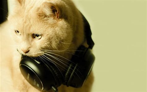 Hd Wallpaper Cat Headphones Wallpaper Flare