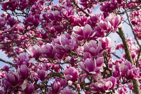 11 Magnolia Flowers Types Every Southerner Should Know Magnolia