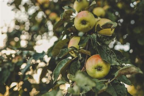 Premium Photo Apple On A Tree At Sunset Background Harvest Concept