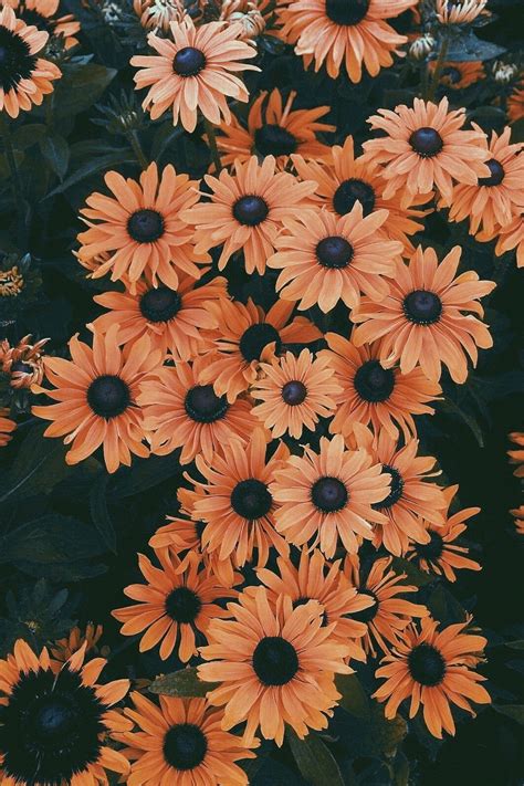 15 Greatest Cute Wallpaper Aesthetic Flower You Can Use It Free Aesthetic Arena