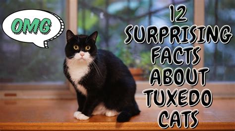 12 surprising facts about tuxedo cats youtube different breeds of cats types of cats tuxedo