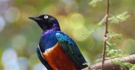 Cannundrums Superb Starling