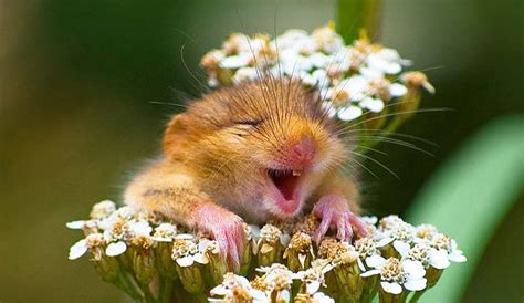 25 Smiling Animals That Will Instantly Make You Smile Discover Decatur