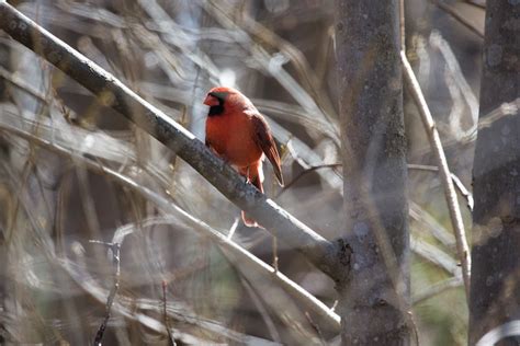 Backyard Birding Northern Cardinal Cardinalis Cardinalis Dartmouth